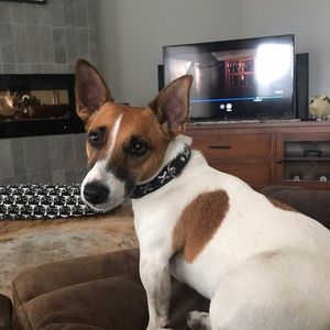 Meet your Posher, Abby